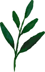 Floral Vector Illustration, Eps, Watercolor, Leaves