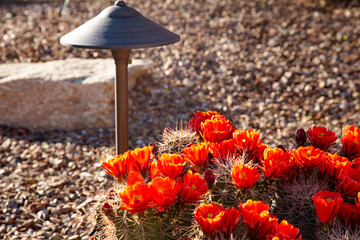 Scarlet hedgehog flowers add color to Southwest yard in Arizona