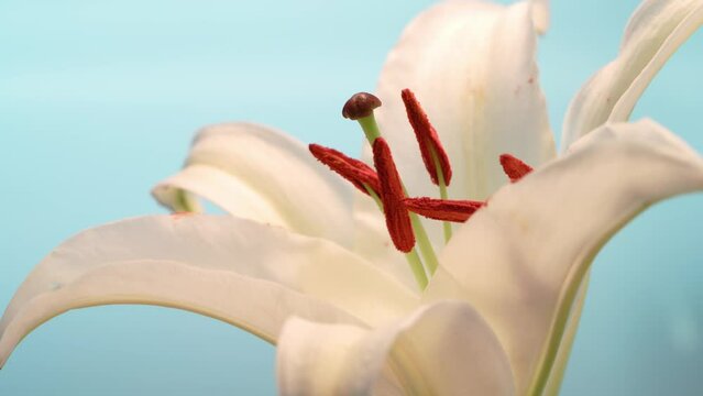 Lily flower blooming under sunlight on blurred nature background.