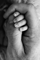 Close-up of a small hand of a child and the hand of mother and father. A newborn baby after birth holds tightly, squeezes the thumb of its parents. Black and white photography.