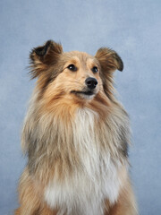 dog on a blue background. Cute sheltie in the studio. indoor pet