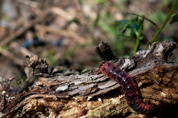 Caterpillar crawls along the bark of a tree. Red Caterpillar on a blurred background. Cossus cossus.  Tree and wood pest. Red caterpillar close-up. Macro of a red caterpillar selective focus.