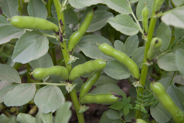 Broad bean pods closeup growing on a plant in a garden.
