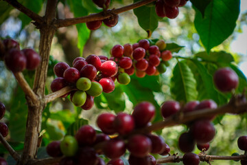 Red Coffee cherries on a coffee tree. Caturra tree in Coffee plantation. At Huehuetenango, Guatemala.
