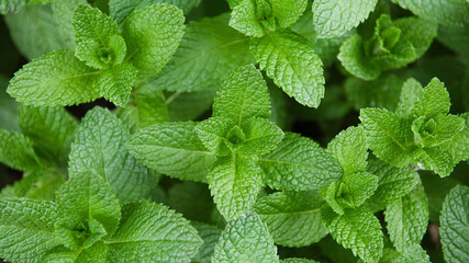 Obraz na płótnie Canvas Green Mint Plant Grow Background closeup.mint leaf.