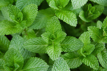 Green Mint Plant Grow Background closeup.mint leaf.