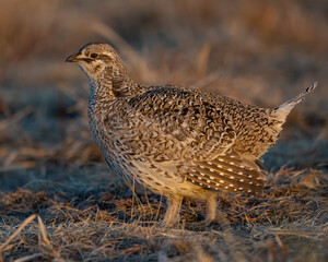 Sharp-tailed Grouse