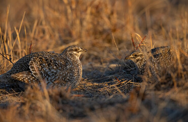 Sharp-tailed Grouse