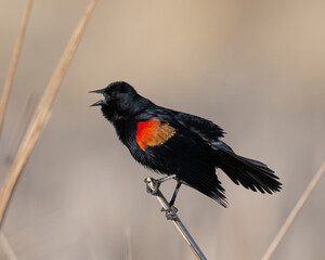 Red-winged Blackbird