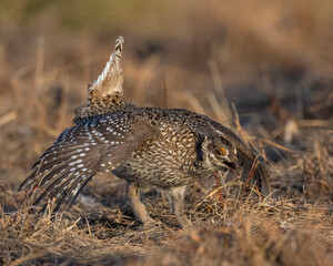 Sharp-tailed Grouse