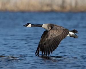 Canada Goose in flight