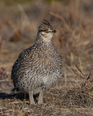 Sharp-tailed Grouse