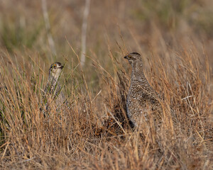 Sharp-tailed Grouse