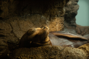 Brown fur seal is sleeping on a seashore