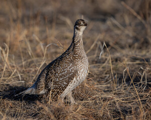 Sharp-tailed Grouse