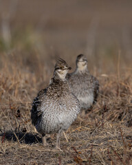 Sharp-tailed Grouse