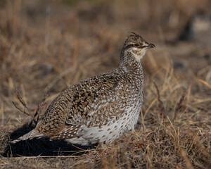 Sharp-tailed Grouse
