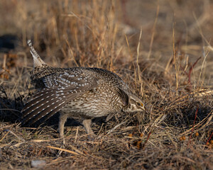Sharp-tailed Grouse