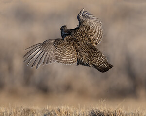 Greater Prairie Chicken