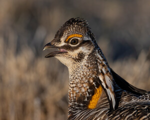 Greater Prairie Chicken