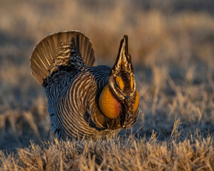 Greater Prairie Chicken
