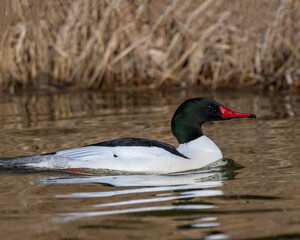 Male Common Merganser