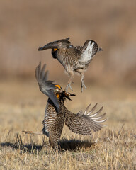 Greater Prairie Chicken