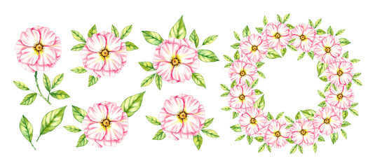 Watercolor set of wild rose flowers on a white background