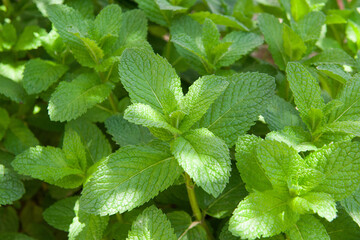 Green Mint Plant Grow Background closeup.mint leaf.