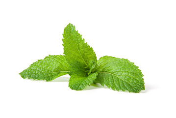 Fresh mint leaf isolated on white background. © zhikun sun