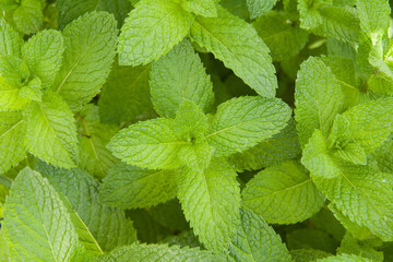 Green Mint Plant Grow Background closeup.mint leaf.