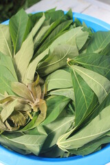 cassava leaves in a blue plastic container on the table