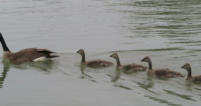 Goose goslings swimming in river with parents in slow motion 