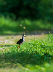 Naklejka premium White-breasted Waterhen walking on the pathway of the Kumbichchan Kulama park in the morning.