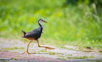 White-breasted waterhen crosses the pathway to search for food.