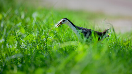 Cute White-breasted Waterhen carrying a rice grain in its beak, bringing food for chicks, walking through the green grass.