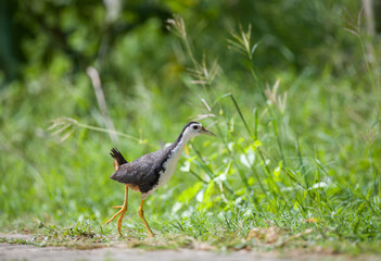 White-breasted waterhen crosses the pathway to search for food.