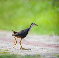 White-breasted Waterhen crosses the road to search for food. soft natural bokeh background.
