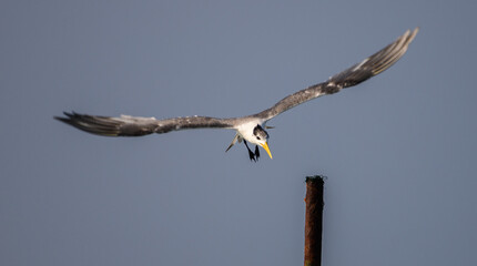Greater crested tern bird landing on a pole created by the fisherman on the Midigama beach.