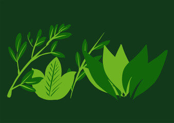 features a variety of green leaves, seem to come from different species, green leaves vector