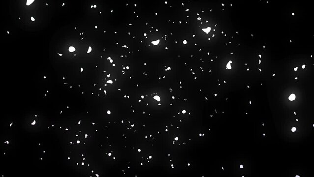 ひらひらと風に舞い散る白い花びら　花吹雪・フラワーシャワー・結婚式・ウエディング・お祝い・春・凱旋・入学・パーティーのイメージ素材　背景黒、59.94p