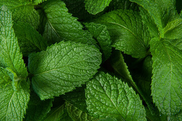 Fototapeta na wymiar Green Mint leaf Grow Background closeup.