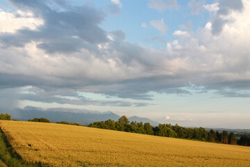 Fototapeta na wymiar 夕陽を反射する麦畑 