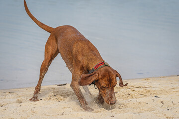 Spa&szlig; am Strand mit dem Hund.