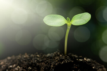 Environmental sustainability concept. Sunflower seedling and bright bokeh background.