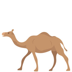 Eid Al Adha Animal Illustration Camel 02
