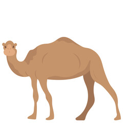 Eid Al Adha Animal Illustration Camel 01