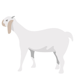 Eid Al Adha Animal Illustration Sheep 02