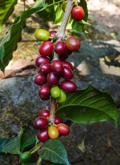 Coffee cherries on coffee tree. Pacamara tree in Coffee plantation. At Huehuetenango, Guatemala.