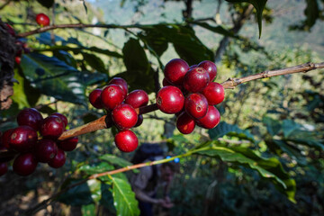 Coffee cherries on coffee tree. Bourbon tree in Coffee plantation. At Huehuetenango, Guatemala.